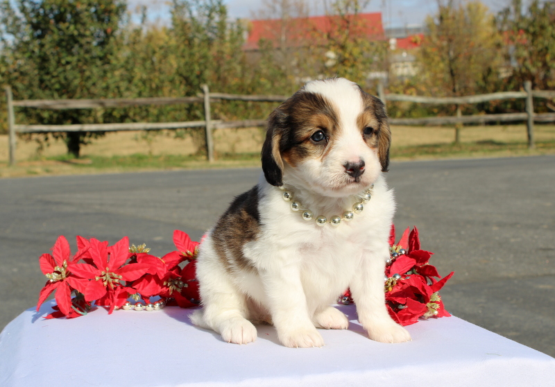 puppy, for, sale, Mini Bernedoodle F2, Matthew B. Stoltzfus, dog, breeder, Gap, PA, dog-breeder, puppy-for-sale, forsale, nearby, find, puppyfind, locator, puppylocator, aca